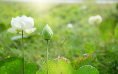 A meditációról, a Meditáció Világnapja alkalmából