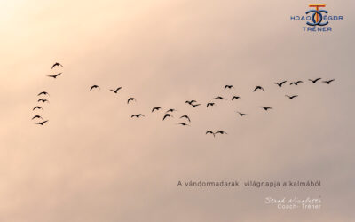 Engedd szárnyalni….