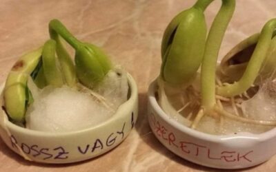 A szeretet fontossága