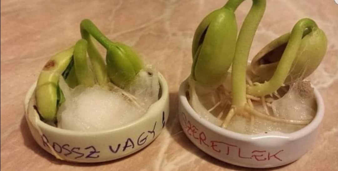 A szeretet fontossága